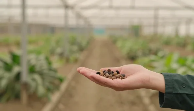 如何选择合适的适配方案提升软件研发效率？